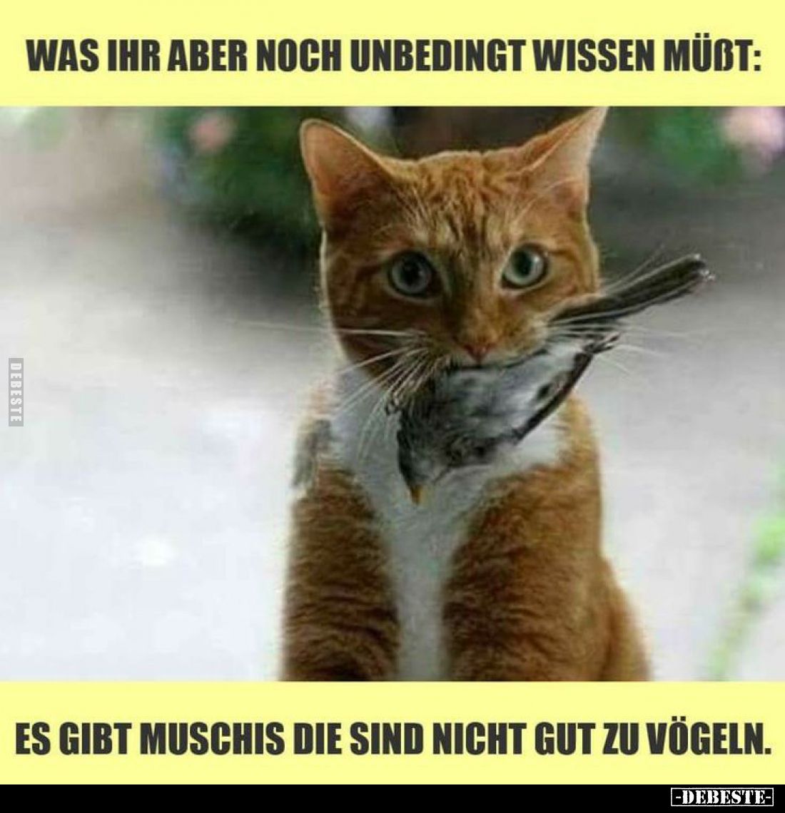 Was ihr aber noch unbedingt wissen müßt:
Es gibt Muschis die sind nicht gut zu Vögeln.