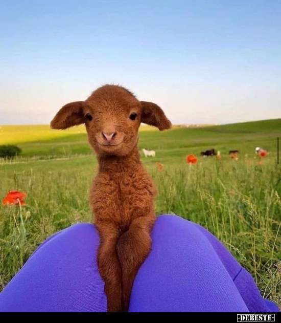  - Lustige Bilder | DEBESTE.de