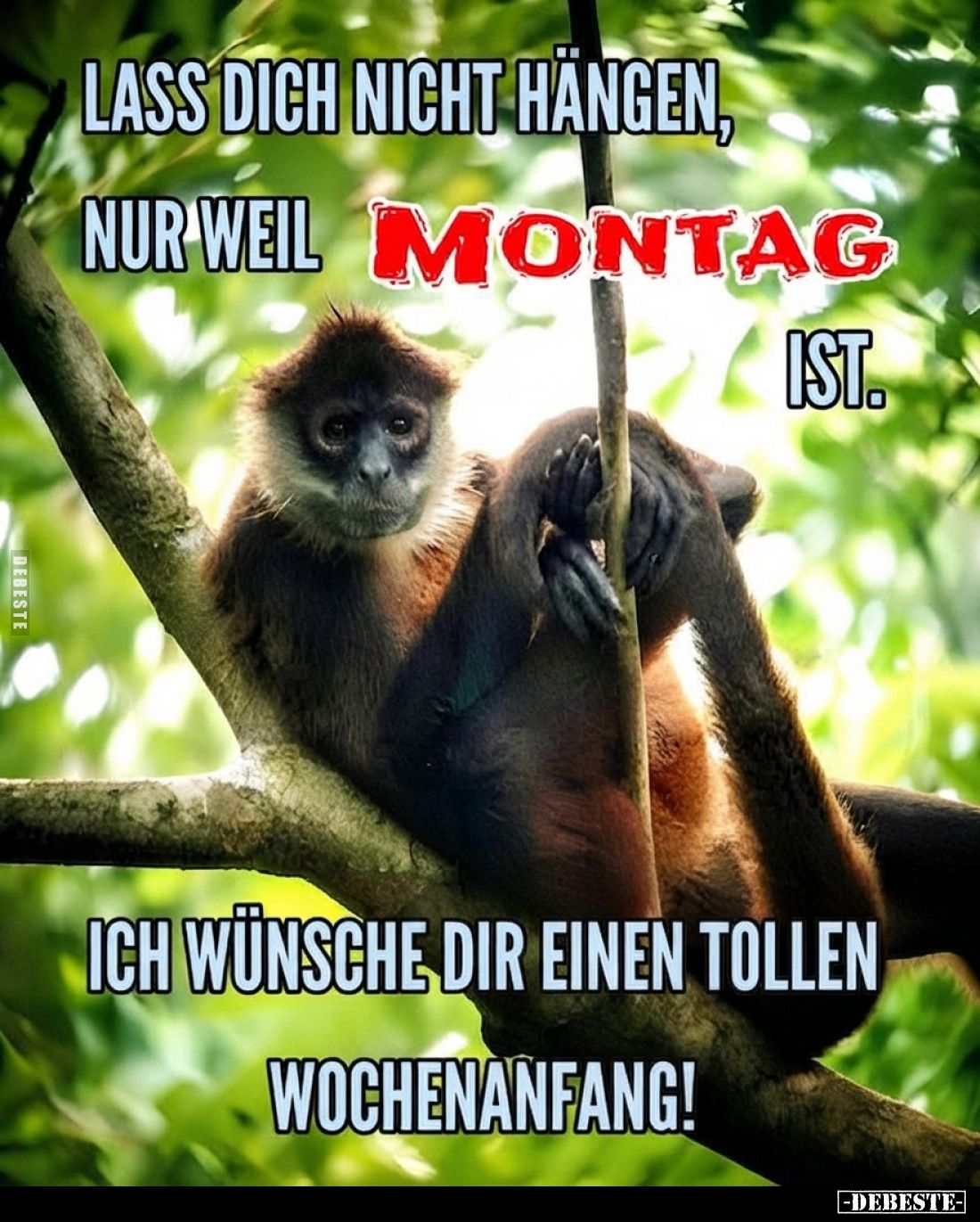 Lass dich nicht hängen, nur weil Montag ist.. - Lustige Bilder | DEBESTE.de