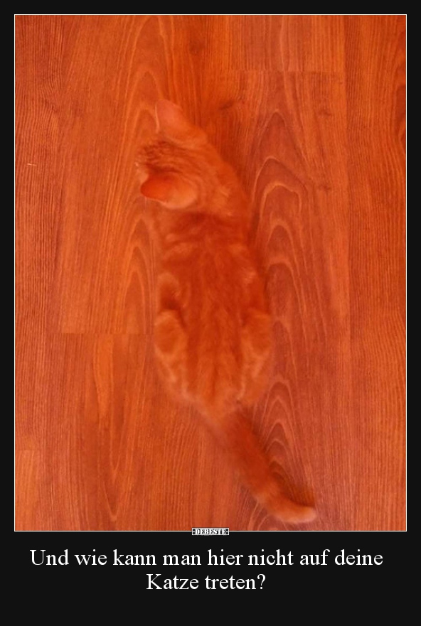 Und wie kann man hier nicht auf deine Katze treten?..
