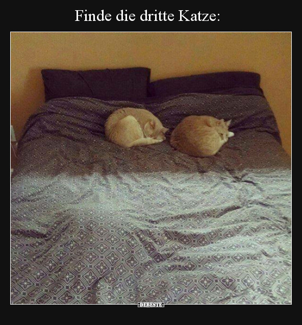 Finde die dritte Katze: