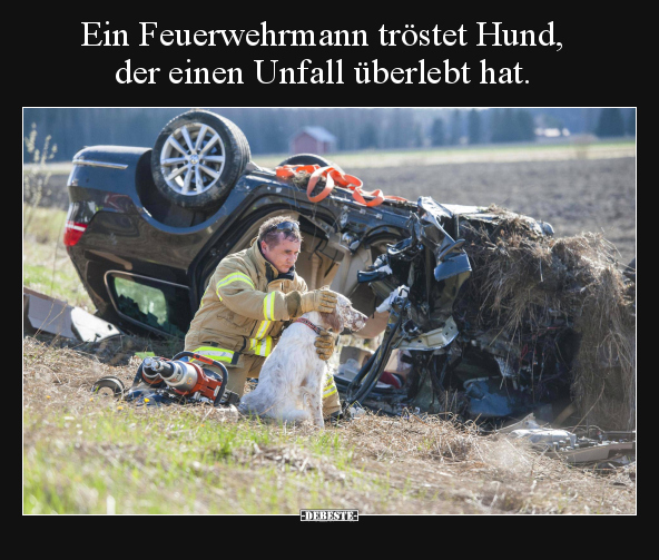 Ein Feuerwehrmann tröstet Hund, der einen Unfall überlebt.. - Lustige Bilder | DEBESTE.de