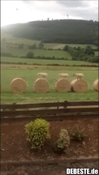  - Lustige Bilder | DEBESTE.de