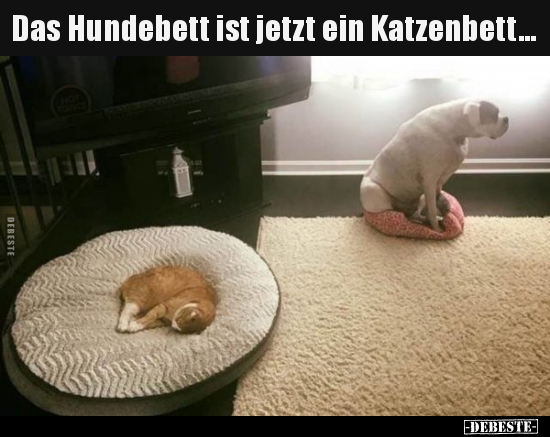 Das Hundebett ist jetzt ein Katzenbett... - Lustige Bilder | DEBESTE.de