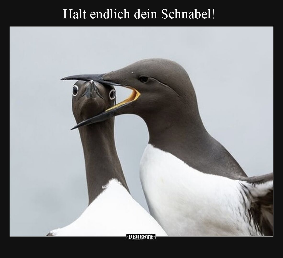 Halt endlich dein Schnabel!