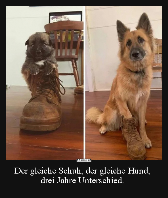 Der gleiche Schuh, der gleiche Hund, drei Jahre..