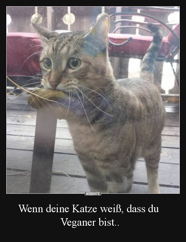 Wenn deine Katze weiß, dass du Veganer bist.. - Lustige Bilder | DEBESTE.de