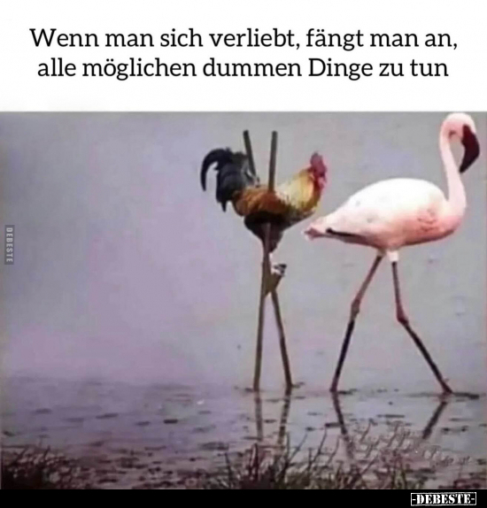 Wenn man sich verliebt, fängt man an.. - Lustige Bilder | DEBESTE.de