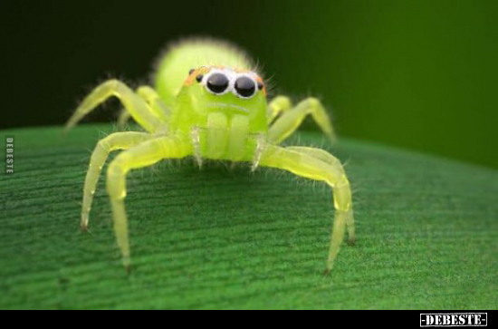  - Lustige Bilder | DEBESTE.de