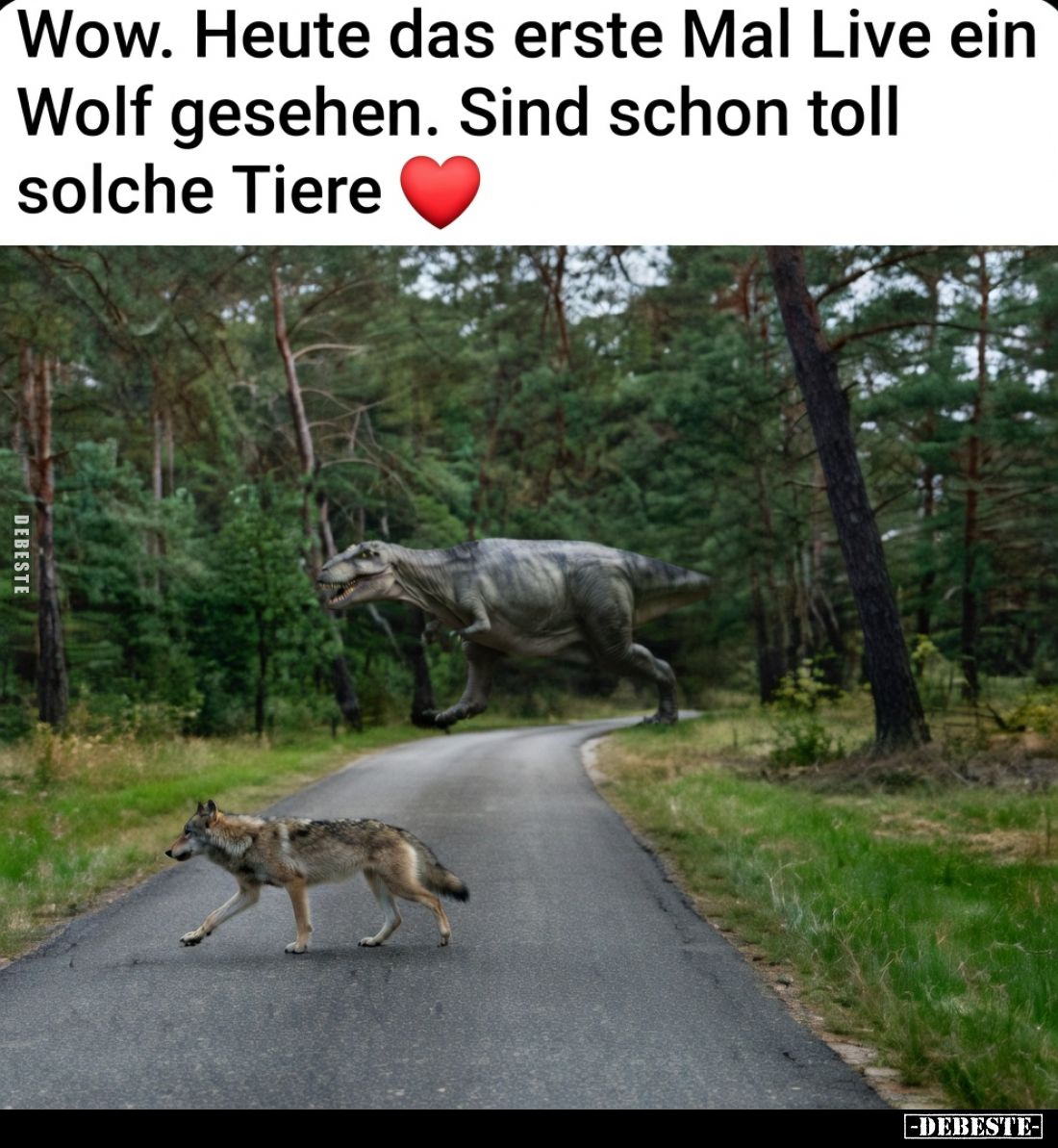 Wow. Heute das erste Mal Live ein Wolf gesehen. Sind schon toll solche Tiere