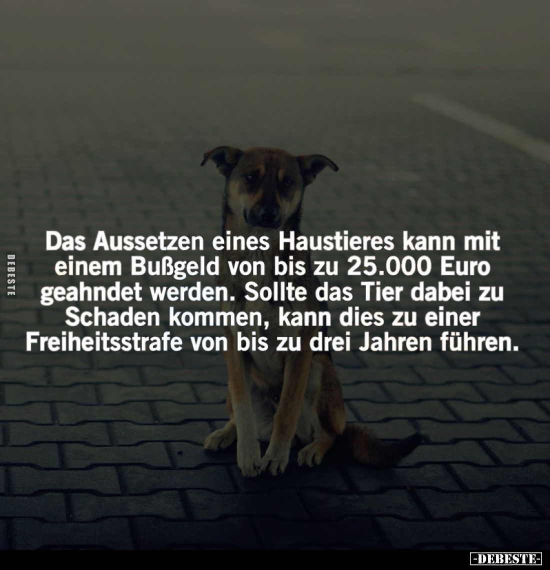 Das Aussetzen eines Haustieres kann mit einem Bußgeld von bis zu 25.000 Euro geahndet werden. Sollte das Tier dabei zu Schade...