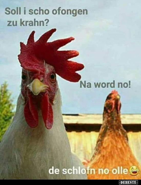 Soll i scho ofongen zu krahn?..