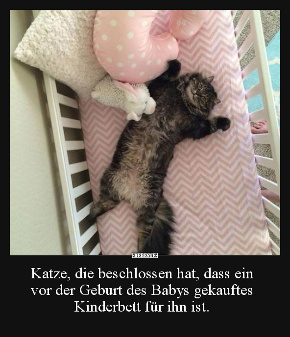 Katze, die beschlossen hat, dass ein vor der Geburt des.. - Lustige Bilder | DEBESTE.de