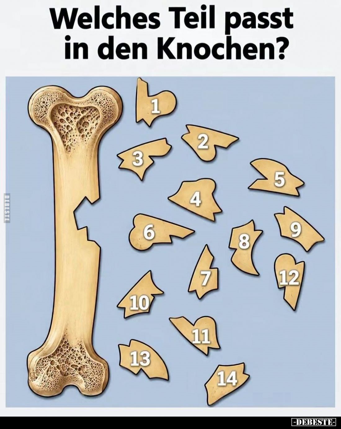 Welches Teil passt
in den Knochen?