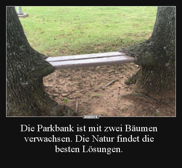 Die Parkbank ist mit zwei Bäumen verwachsen.. - Lustige Bilder | DEBESTE.de