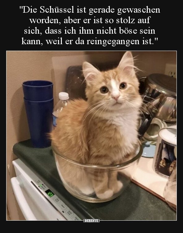 "Die Schüssel ist gerade gewaschen worden, aber er ist so.." - Lustige Bilder | DEBESTE.de