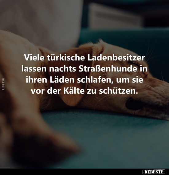 Viele türkische Ladenbesitzer lassen nachts Straßenhunde in.. - Lustige Bilder | DEBESTE.de