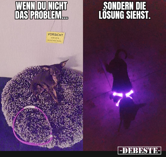 Ich habe ein neues leuchthalsband für meinen Hund gebraucht und in Meerschweinchen Größe gab halt es keine. Es war für 1€ im Angebot. - Lustige Bilder | DEBESTE.de
