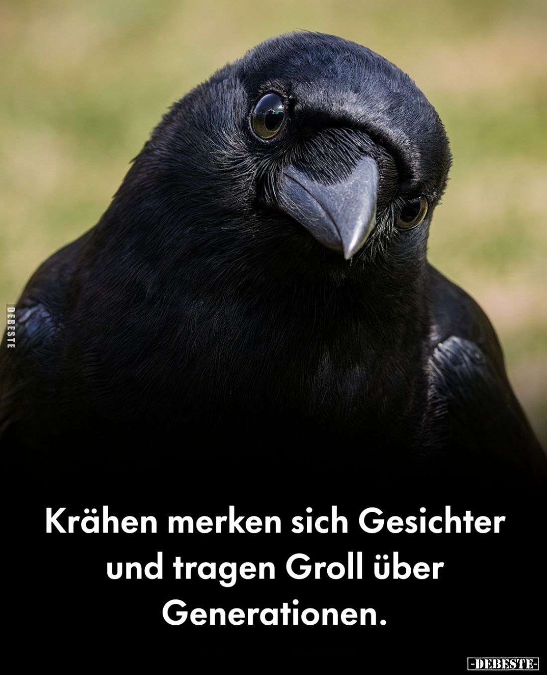 Krähen merken sich Gesichter und tragen Groll über Generationen.