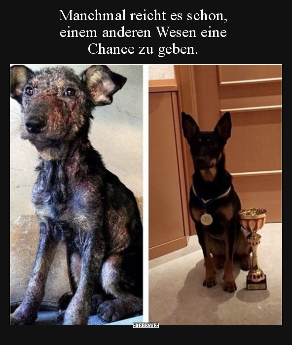 Manchmal reicht es schon, einem anderen Wesen eine Chance zu geben.