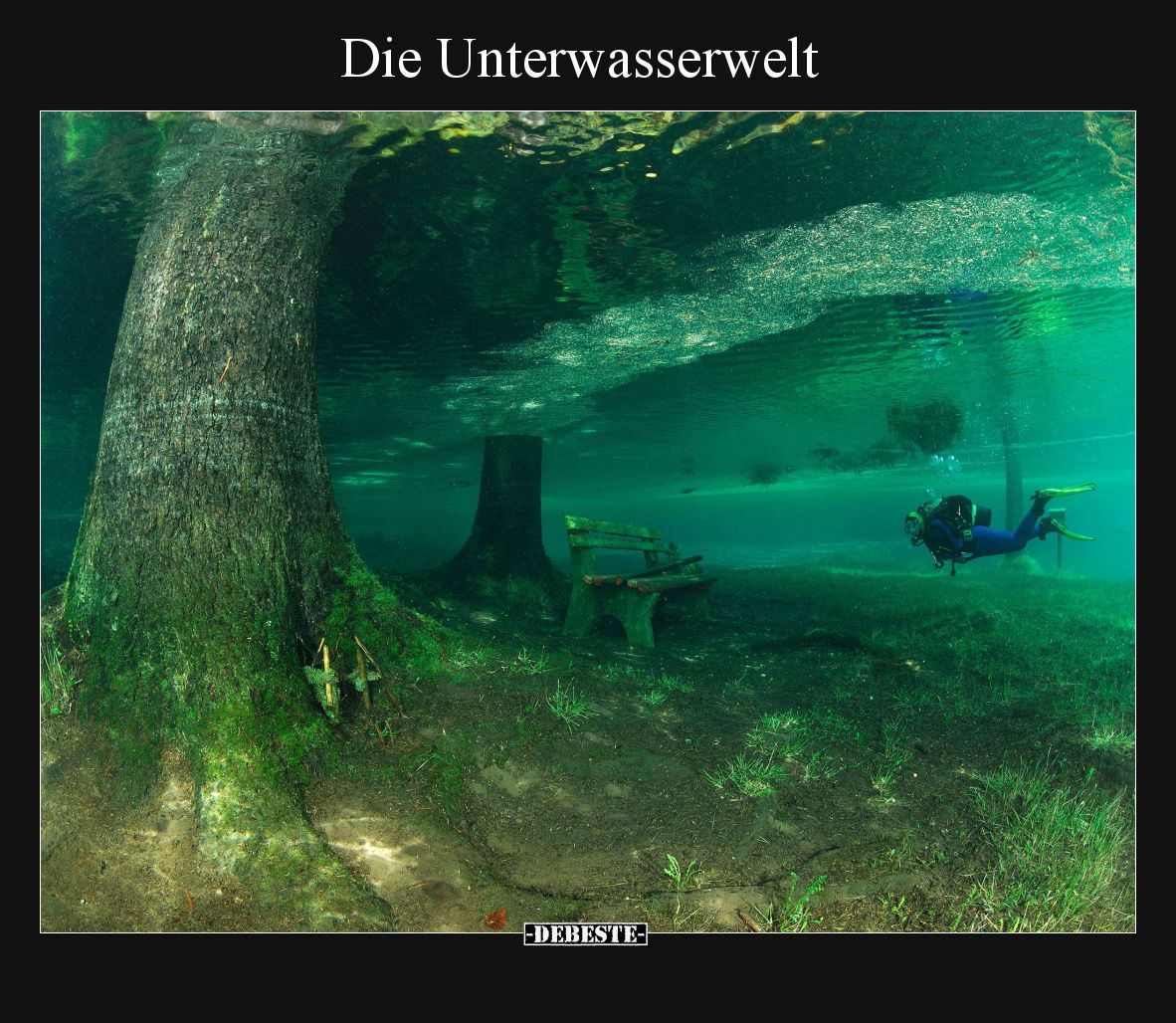 Die Unterwasserwelt.. - Lustige Bilder | DEBESTE.de