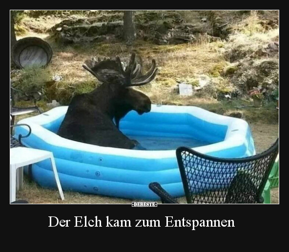 Der Elch kam zum Entspannen.. - Lustige Bilder | DEBESTE.de