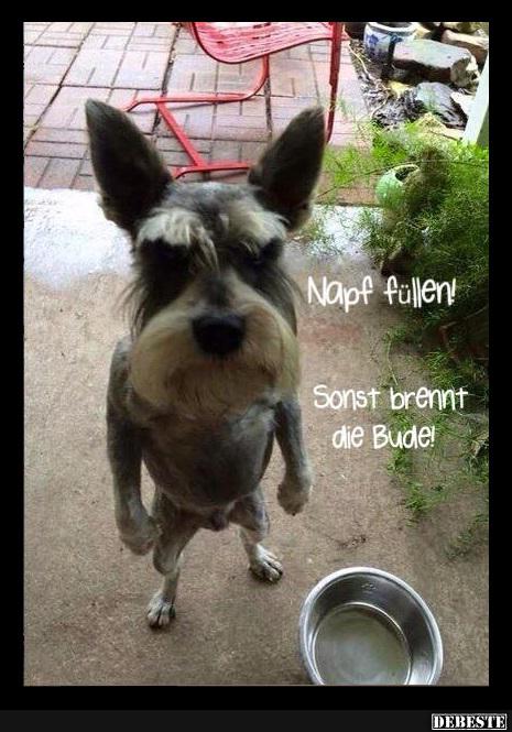 Napf Füllen! - Lustige Bilder | DEBESTE.de