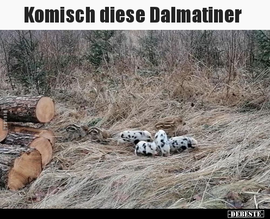 Komisch diese Dalmatiner.. - Lustige Bilder | DEBESTE.de