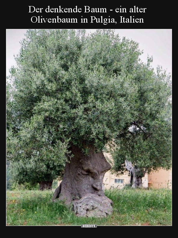 Der denkende Baum - ein alter Olivenbaum in Pulgia.. - Lustige Bilder | DEBESTE.de