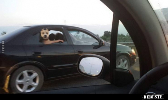  - Lustige Bilder | DEBESTE.de