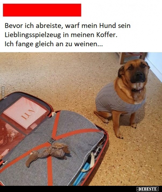 Bevor ich abreiste, warf mein Hund sein Lieblingsspielzeug.. - Lustige Bilder | DEBESTE.de