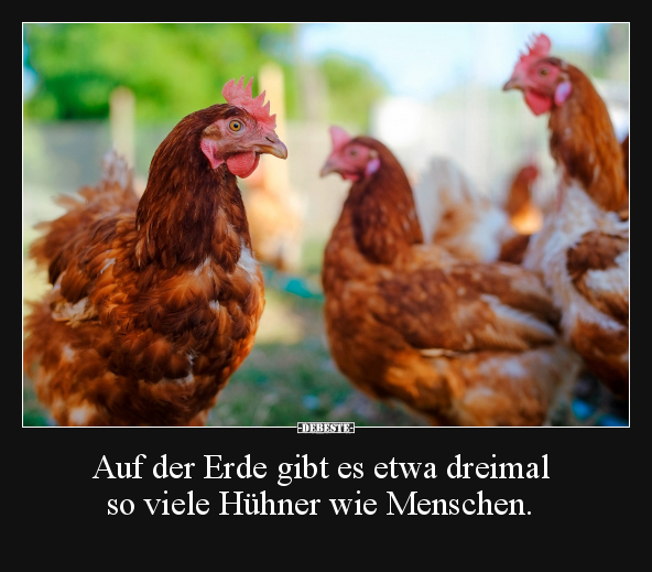 Auf der Erde gibt es etwa dreimal so viele Hühner wie Menschen.