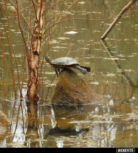  - Lustige Bilder | DEBESTE.de