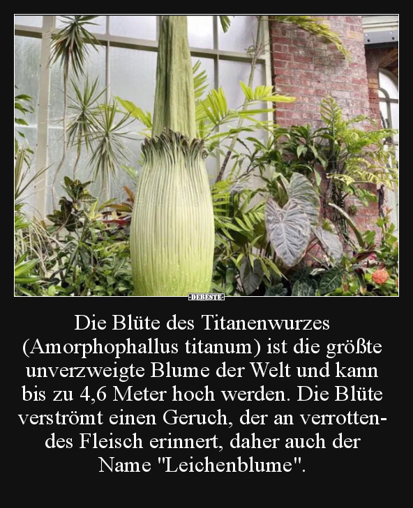 Die Blüte des Titanenwurzes (Amorphophallus titanum) ist.. - Lustige Bilder | DEBESTE.de