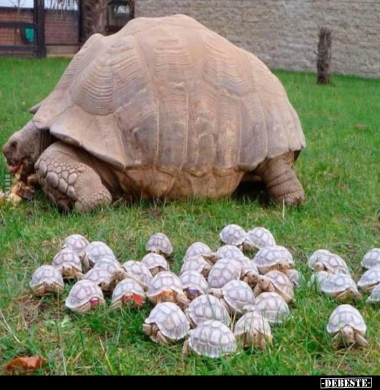  - Lustige Bilder | DEBESTE.de