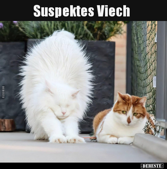 Suspektes Viech..