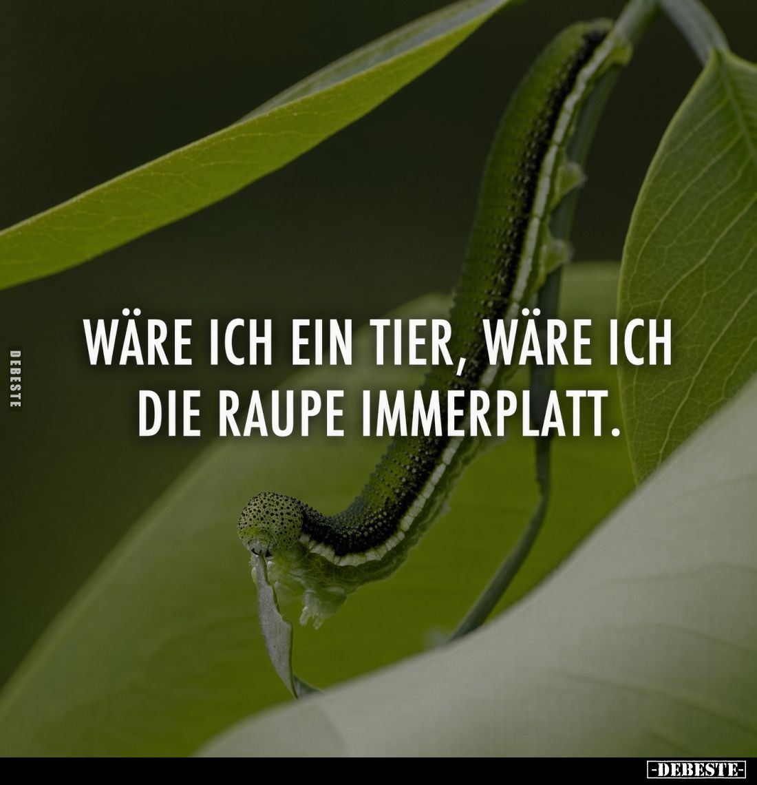 Wäre ich ein Tier, wäre ich die Raupe Immerplatt.
