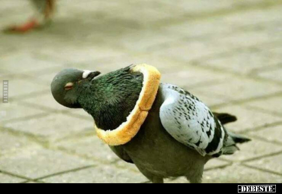  - Lustige Bilder | DEBESTE.de