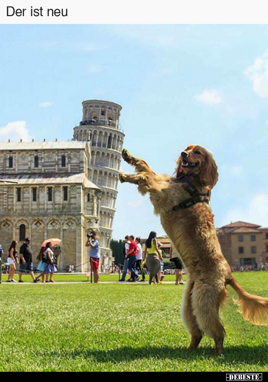 Hunde, Pisa