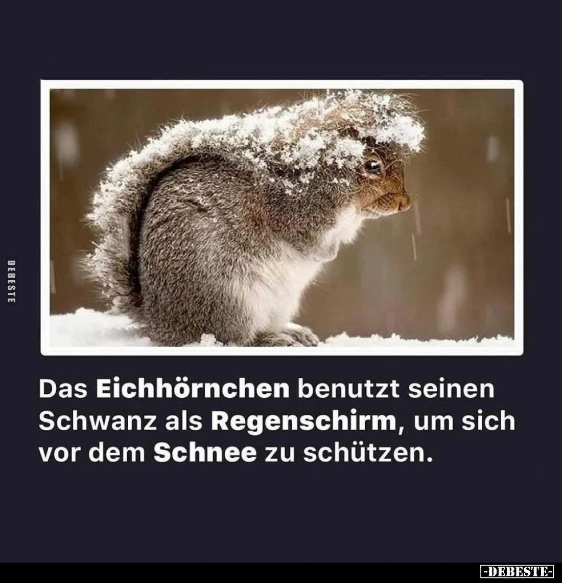 Das Eichhörnchen benutzt seinen Schwanz... - Lustige Bilder | DEBESTE.de