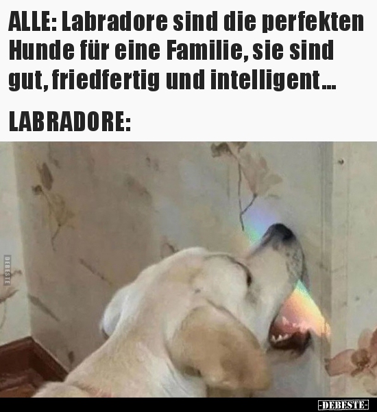 ALLE: Labradore sind die perfekten Hunde für eine Familie.. - Lustige Bilder | DEBESTE.de