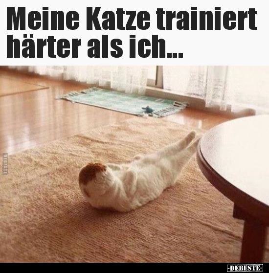 Meine Katze trainiert härter als ich...