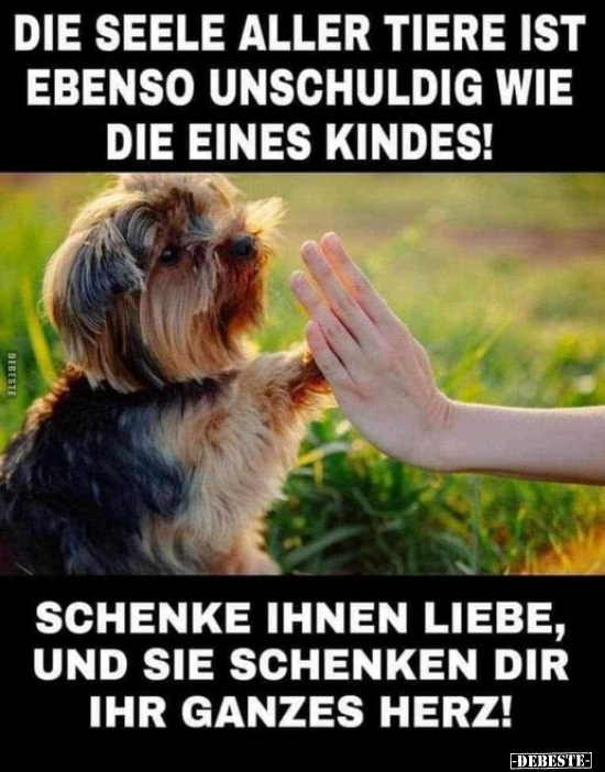 Die Seele aller Tiere ist ebenso unschuldig.. - Lustige Bilder | DEBESTE.de