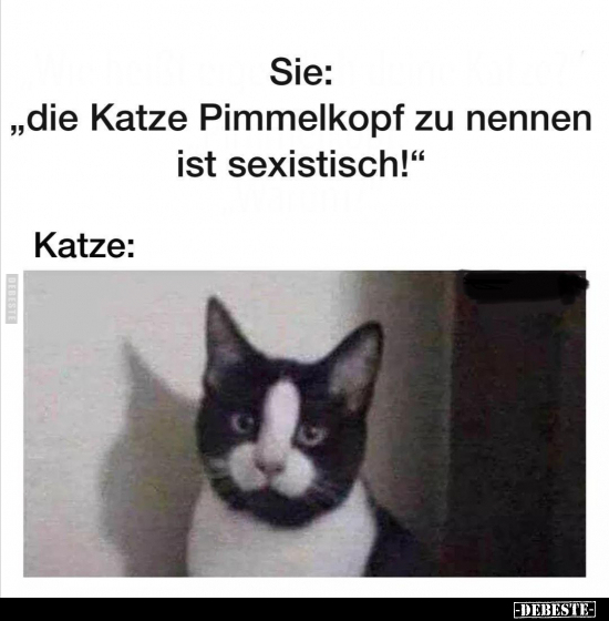 Sie: "Die Katze Pimmelkopf zu nennen ist se*istisch!".. - Lustige Bilder | DEBESTE.de