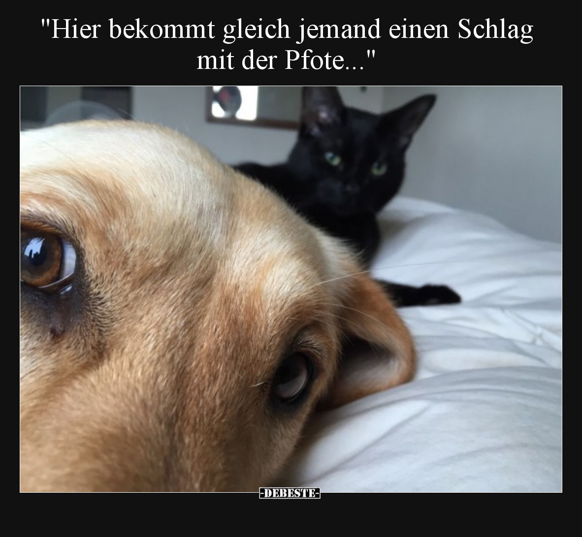 Hier bekommt gleich jemand einen Schlag mit der Pfote.