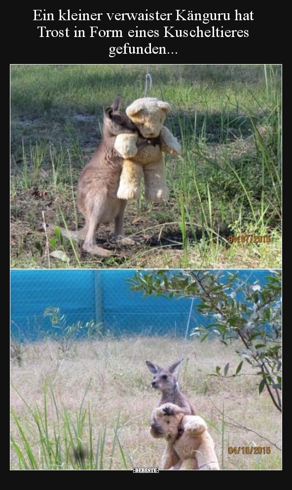 Ein kleiner verwaister Känguru hat Trost in Form eines.. - Lustige Bilder | DEBESTE.de