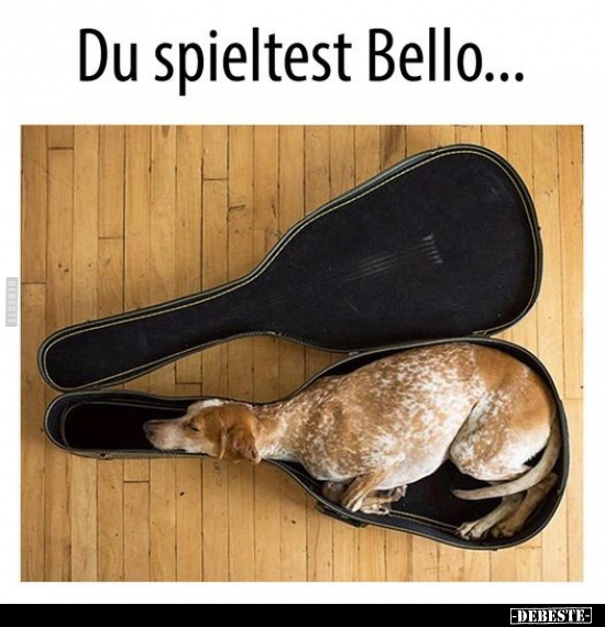 Du spieltest Bello...