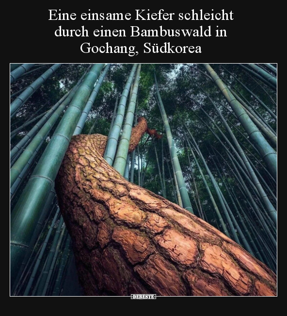 Eine einsame Kiefer schleicht durch einen Bambuswald in.. - Lustige Bilder | DEBESTE.de