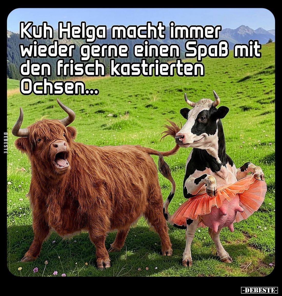 Kuh Helga macht immer wieder gerne einen Spaß mit den frisch kastrierten Ochsen...