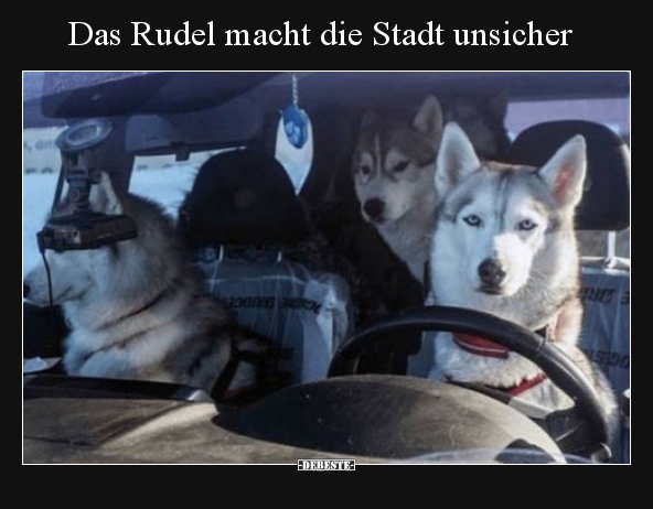 Das Rudel macht die Stadt unsicher..